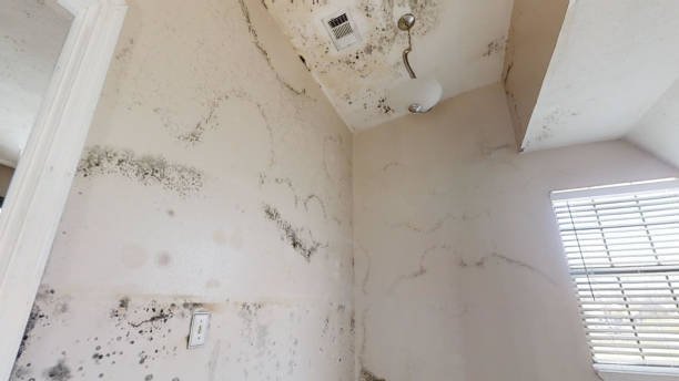 Forest Hill, TX Mold Removal Company