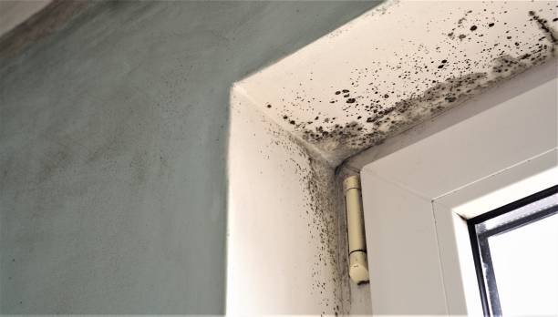 Mold Removal for HVAC Installations in Forest Hill, TX