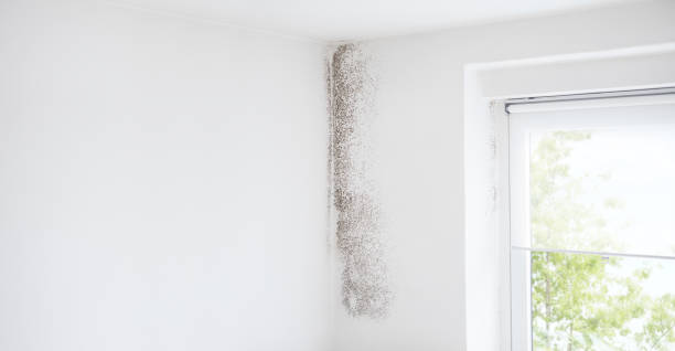 Best Residential Mold Inspection & Testing  in Forest Hill, TX