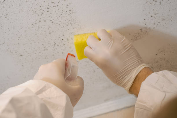 Best Comprehensive Air Testing for Mold Contaminants  in Forest Hill, TX