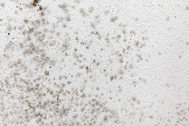 Best Mold Damage Restoration  in Forest Hill, TX