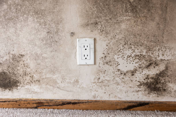 Best Post-Construction Mold Inspection  in Forest Hill, TX